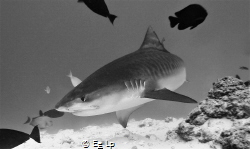 Galeocerdo cuvier (Tiger shark). (f/7.1, 1/160, ISO-200, ... by E&e Lp 